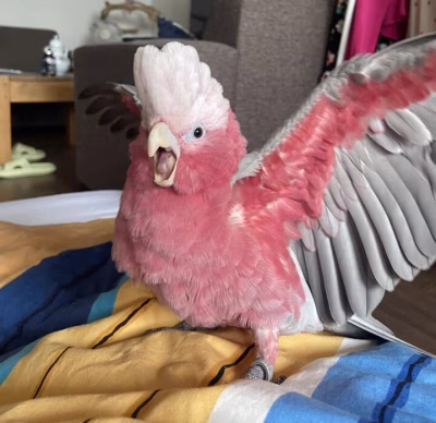 Vocaliseren